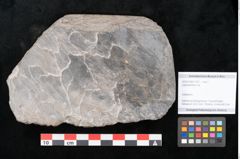 Foto (Objekt + Etikett) von Lepidodendron sp.  (NHMW-GEO-2024-0188-11167)
